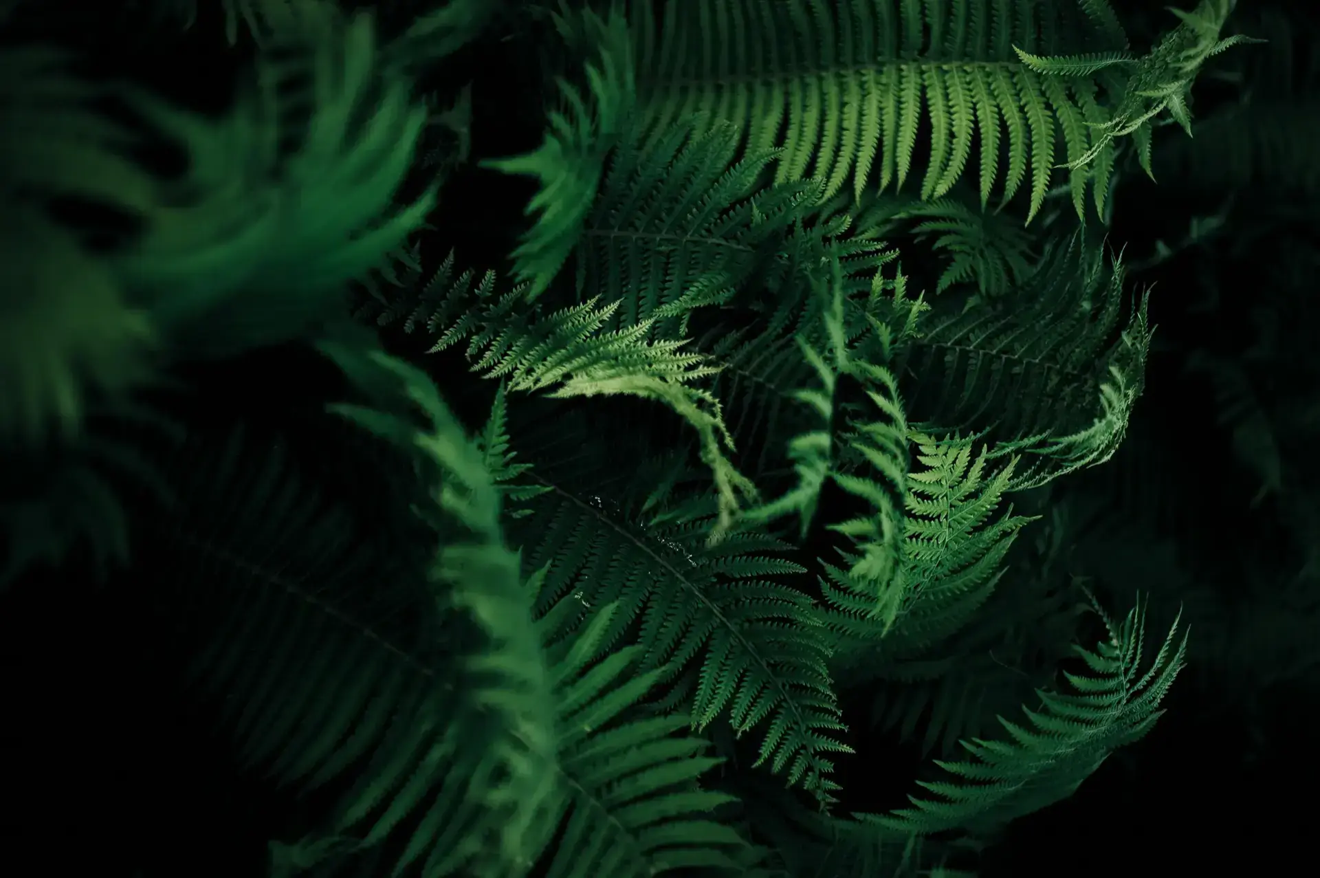 Dark Fern leaves closeup