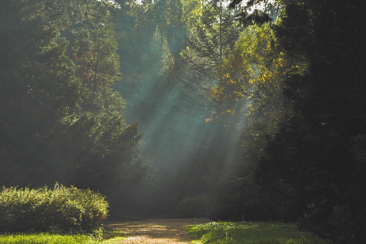 forest image