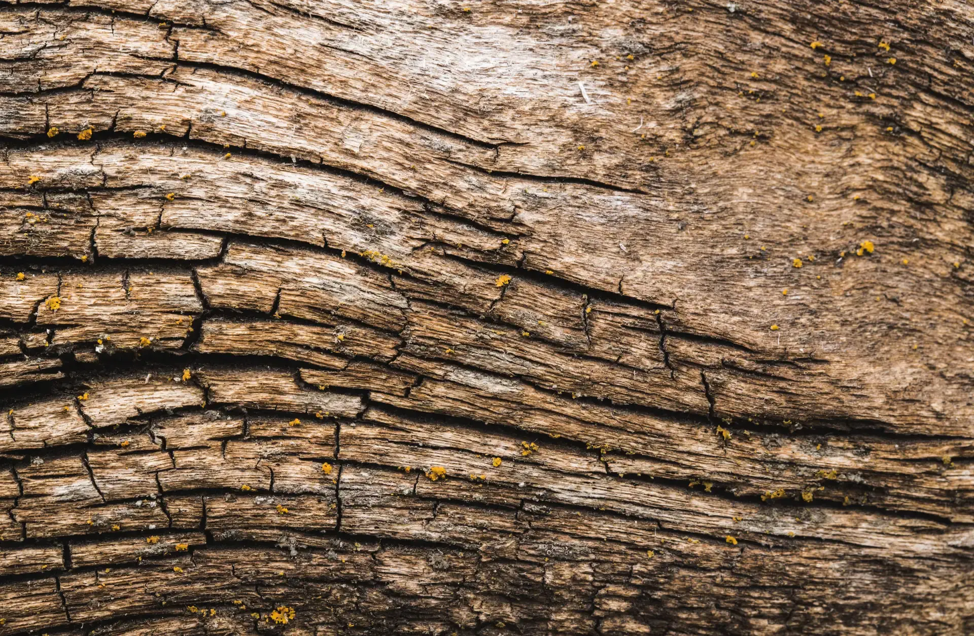 treebark image